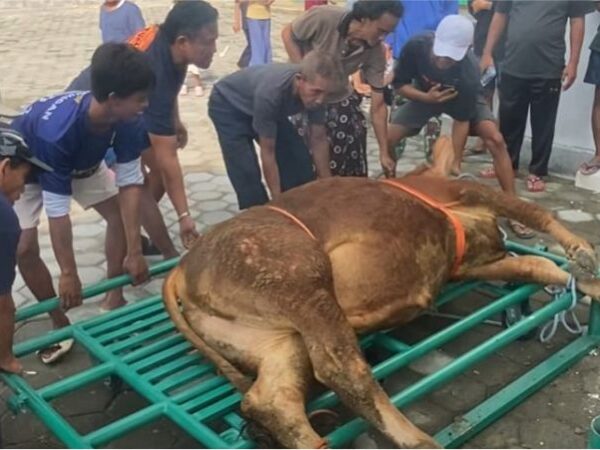 Alat Perebah Sapi Qurban Inovasi BKM Nurul Huda Dusun Bakalan