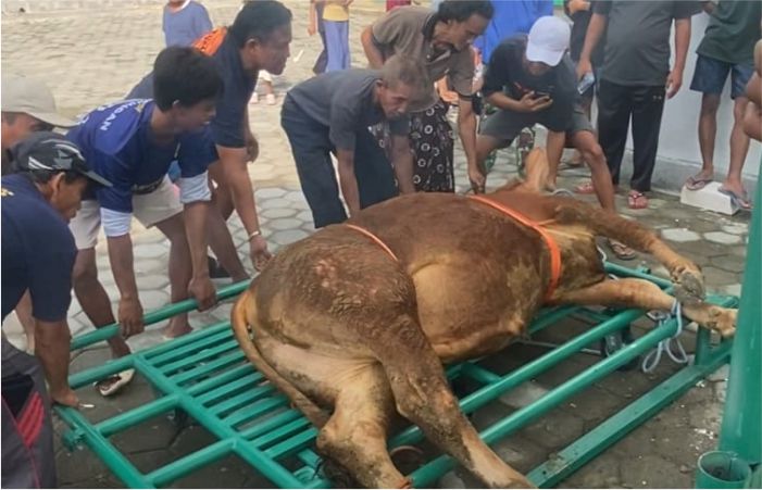 Alat Perebah Sapi Qurban Inovasi BKM Nurul Huda Dusun Bakalan